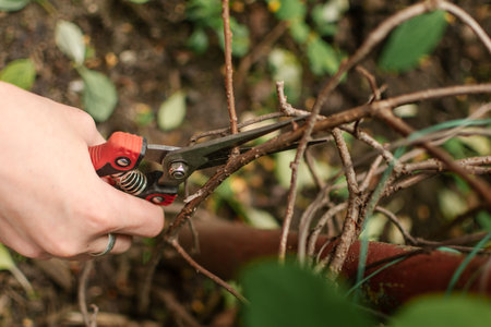 Pruning branches with pruning shears in the garden.