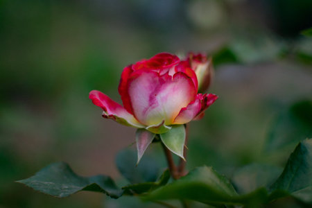 Beautiful pink rose flower in the garden. Selective focus.