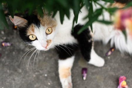 Cute cat relaxing in the garden. Selective focus on the eyes.の写真素材