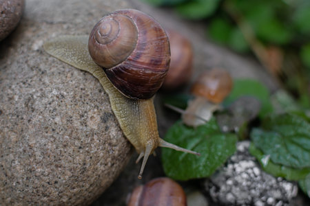 Snails crawling on the stone, close-up, shallow depth of fieldの写真素材