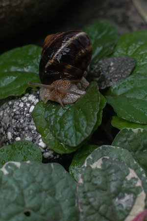 Snail crawling on a green leaf in the garden, close upの写真素材