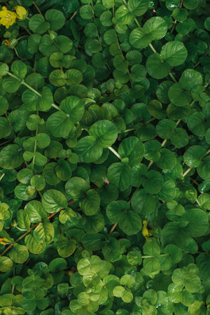 Green leaves background. Green leaves background. Green leaves background. Green leaves background.の写真素材
