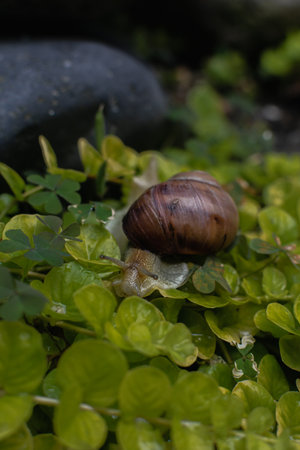 Snail crawling on the grass in the garden. Shallow depth of field.の写真素材