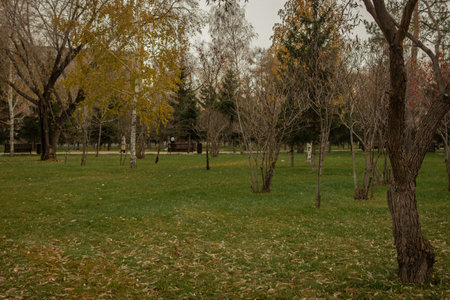 Autumn landscape with trees and grass in the park on cloudy dayの写真素材
