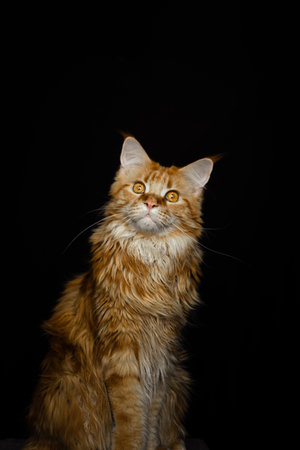 Red maine coon cat on a black background. Studio shot.の写真素材