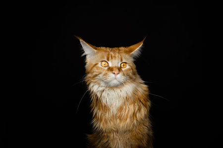 Portrait of a red Maine Coon cat on a black backgroundの写真素材