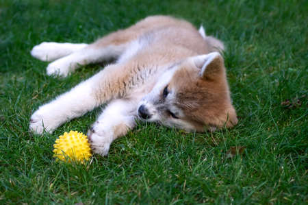 Akita inu puppy plays with a yellow ball on the green grass. Outdoor games with pets in the street. Japanese dog, Spitzの写真素材