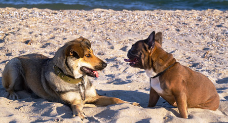 French bulldog and a mongrel dog play together on a cave beach by the sea. Travel concept with...