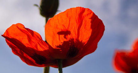 Honey bee in flight pollinates a poppy. Poppies are blooming in the garden. Bright red poppy...