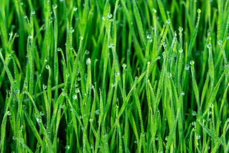 Macro of fresh grass with dew drops. Abstract natural background. Selective focus close-up on abstract blur in the frame.の写真素材