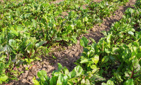 Fresh green leaves of beetroot sowing. A row of green young beet leaves growth in an organic farm....