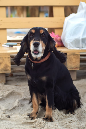 Old English cocker spaniel with brown eyes sits on the sea sand, black and tan, hunting dog. Walk...