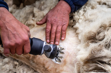 Farmer's hands cutting sheep's wool with an electric machine. Shearing the wool of sheep close-up.の写真素材