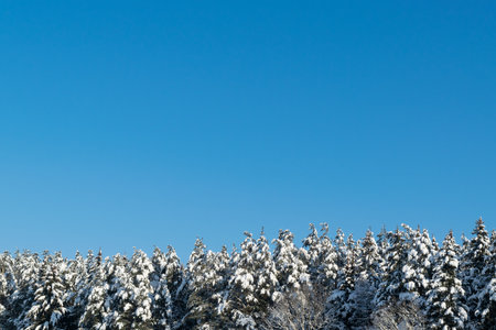Snow-covered spruce trees and blue sky. Beautiful winter landscape. Winter background.の写真素材
