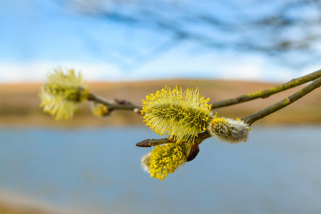 Buds on the branches. Willow. The coming of spring. Nature.の写真素材