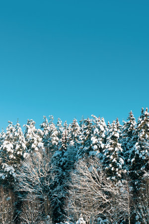 Snow-covered spruce trees and blue sky. Beautiful winter landscape. Winter background.の写真素材