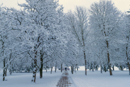 Path in a winter park. Beautiful winter landscape. White snow, snow-covered trees.の写真素材