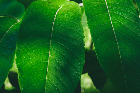 Water drops on green leaves, close-up. Natural plant nature background. Nature.の写真素材