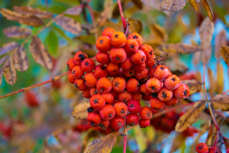 Red rowan berries on a tree. Bright autumn background. Autumn landscape.の写真素材