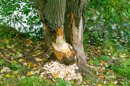 A tree near the river, chewed by a beaver. Sawdust.