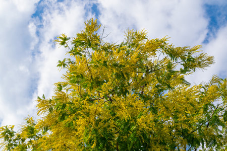 Yellow mimosa flowers. Spring bloom. Beautiful spring flower landscape. Floral background.の写真素材
