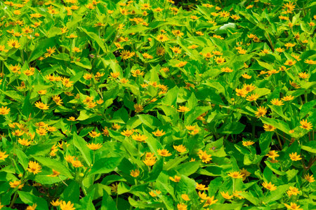 melampodium paludosum. A glade of yellow flowers in the garden. Floral background. Floral landscape.の写真素材