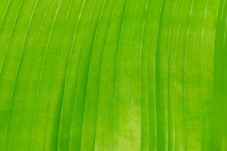 Bright large green leaf, close-up. Leaf texture. Green natural plant background. Wallpaper.