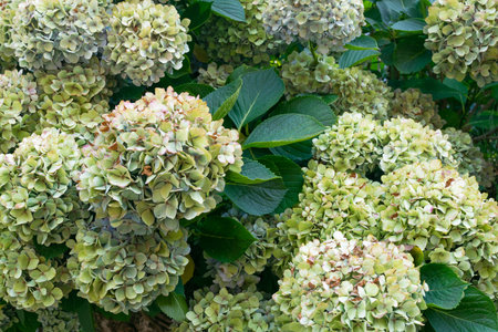 Faded hydrangea flowers, close-up. Flowers in the garden. Floral background, floral landscape