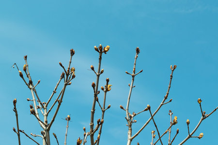 Green buds on branches, close-up. The coming of spring. Change of seasons. Nature.