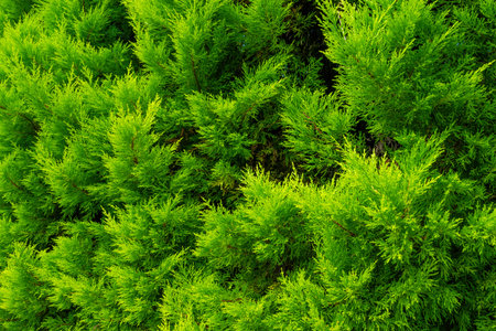 Green thuja branches, close-up. Floral natural background. Plants and trees in the park.