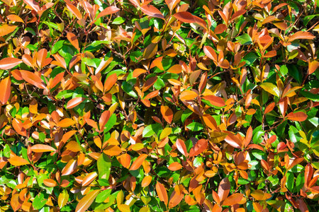 Photinia