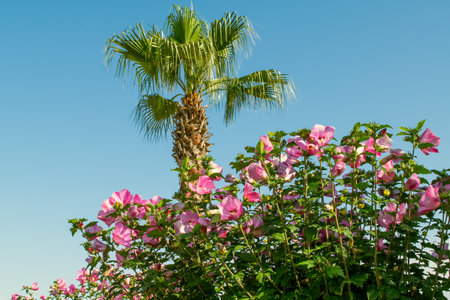 Hibiscus syriacus and palm trees in the park. Floral summer landscape.の写真素材