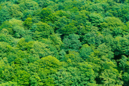 Beautiful mountain landscape. Mountain forest. Green natural background. Summer travel, hiking.