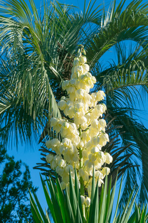 Beautiful white flowers of Yucca gloriosa. Adam's needle, glorious yucca, lord's candlestick, mound lily, moundlily yucca, palm lily, Roman candle, Sea Islands yucca, soft-tipped yucca, Spanish bayonet, Spanish-dagger, tree lily.の写真素材