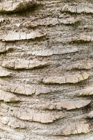Palm tree trunk, close-up. Bark texture. Natural background. Plants and trees.の写真素材