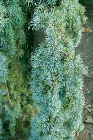 Cedrus atlantica, the Atlas cedar. Trees in the garden, in the park, in the botanical garden.