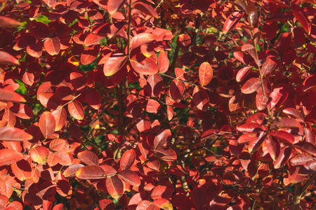 Red leaves on a bush. Autumn background. Autumn in nature.