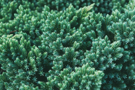 Juniperus squamata in the park, close-up. the flaky juniper, Himalayan juniper. Coniferous green...