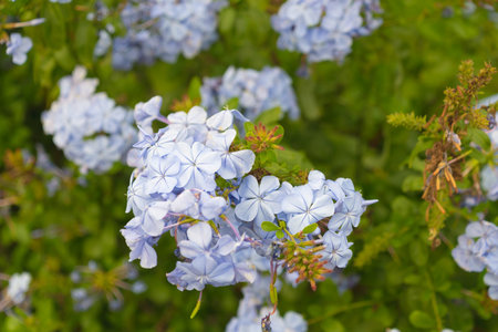 Blue Plumbago auriculata flowers in the garden, close-up. the Cape leadwort, blue plumbago, Cape...