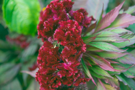 Red Celosia cristata flowers in the garden, close-up. woolflowers, cockscombs.の写真素材
