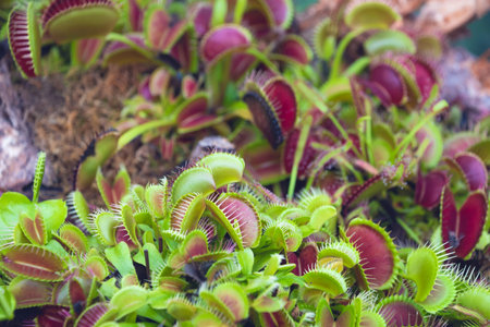 The Venus flytrap, Dionaea muscipula, close-up. Carnivorous plant. Botanical Garden.