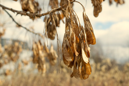 Dry maple seeds on a branch. Plants and trees. Nature.の写真素材