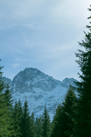 Snow-capped mountain peaks and spruce forest. Beautiful winter landscape in the mountains. Stone cliffs.の写真素材