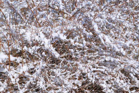 Bush branches covered with snow. Winter background. Winter landscape. Plants and trees. Nature and weather.の写真素材