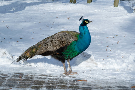 The Indian peafowl (Pavo cristatus) in a winter park. Exotic bird among the snow. the common peafowl, blue peafowl.の写真素材