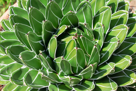 Agave victoriae-reginae in the garden, close-up. the Queen Victoria agave or royal agave.の写真素材