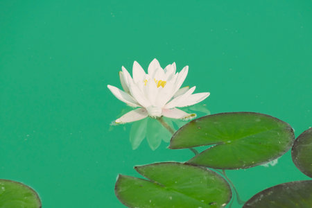 White water lily in turquoise water. Water flowers in a pond. Floral background.の写真素材