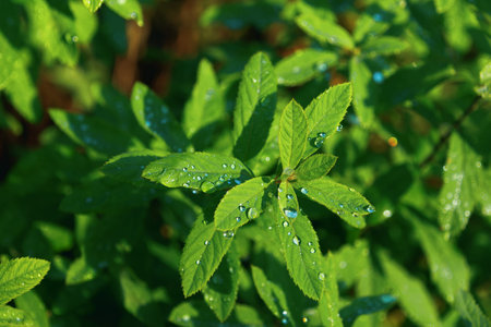 Water drops on green leaves, close-up. Natural plant nature background. Nature.の写真素材