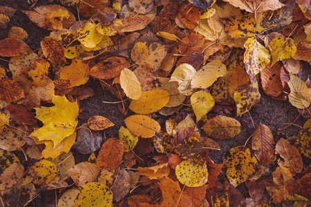 Fallen yellow leaves on the ground. Autumn landscape. Autumn natural background.の写真素材