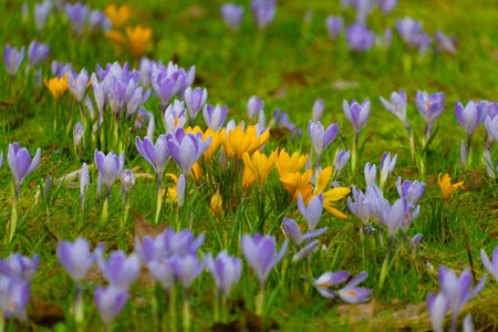 Crocus sativus. Yellow and purple crocuses. Flower meadow. The coming of spring.